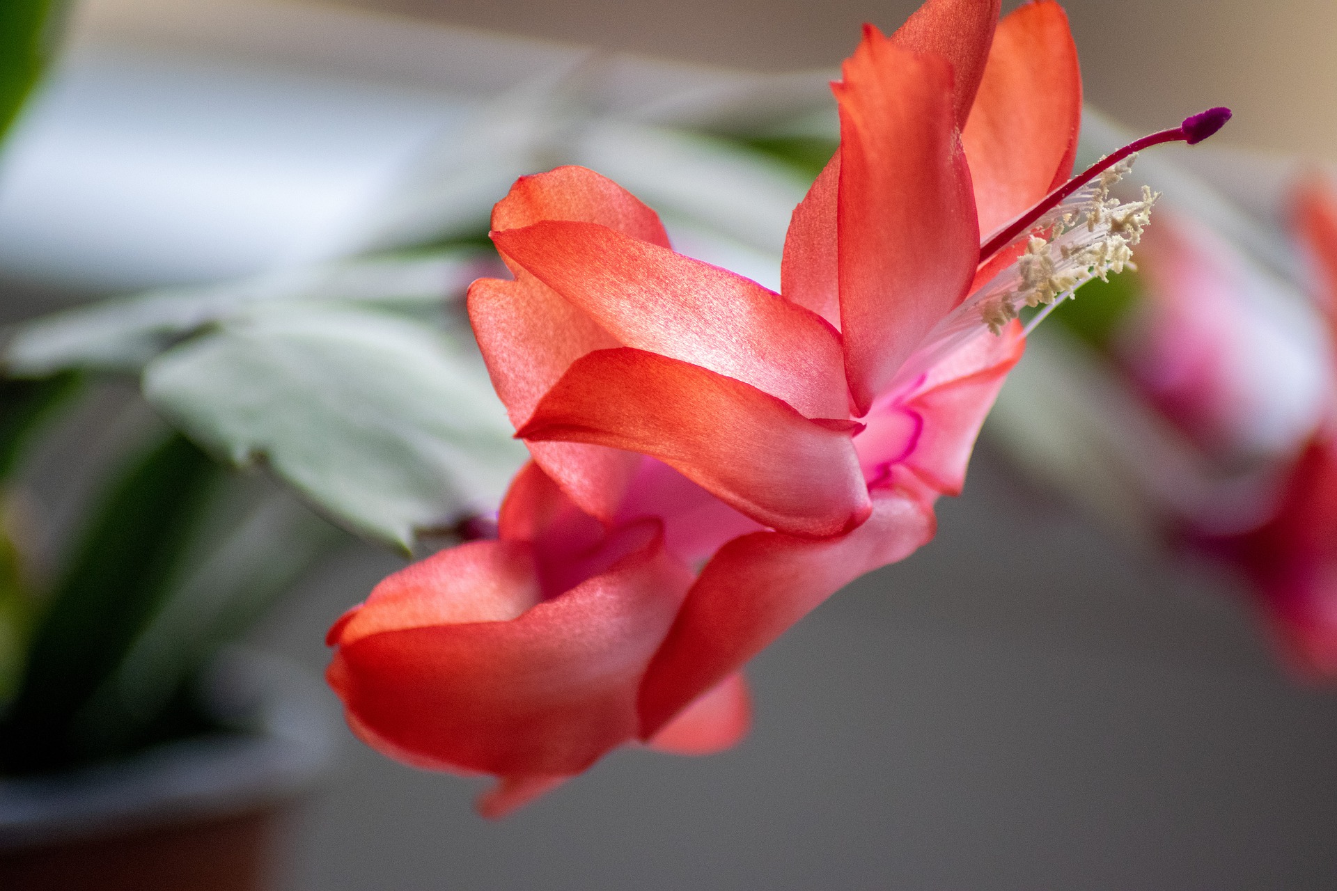 Cactus hiver